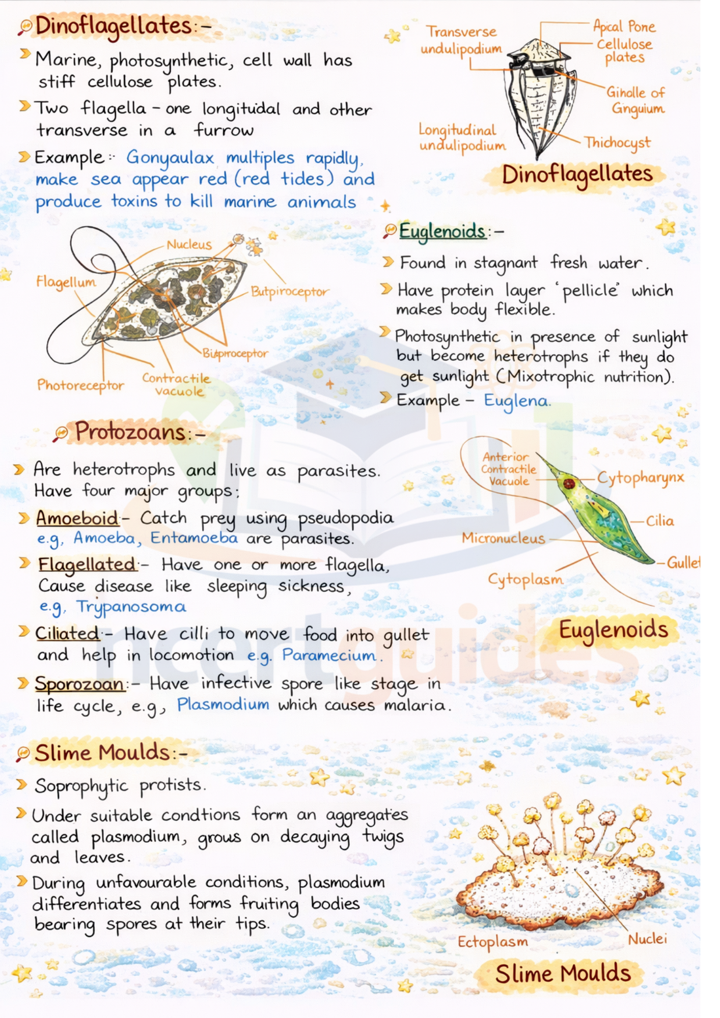 Class  11  Biology Notes | Color Handwritten Notes PDF ||Ncertguides