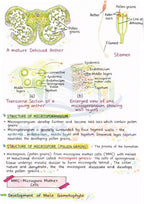 NEET Biology Short Notes |Topper Design Color Handwritten Notes PDF | 2026 2027