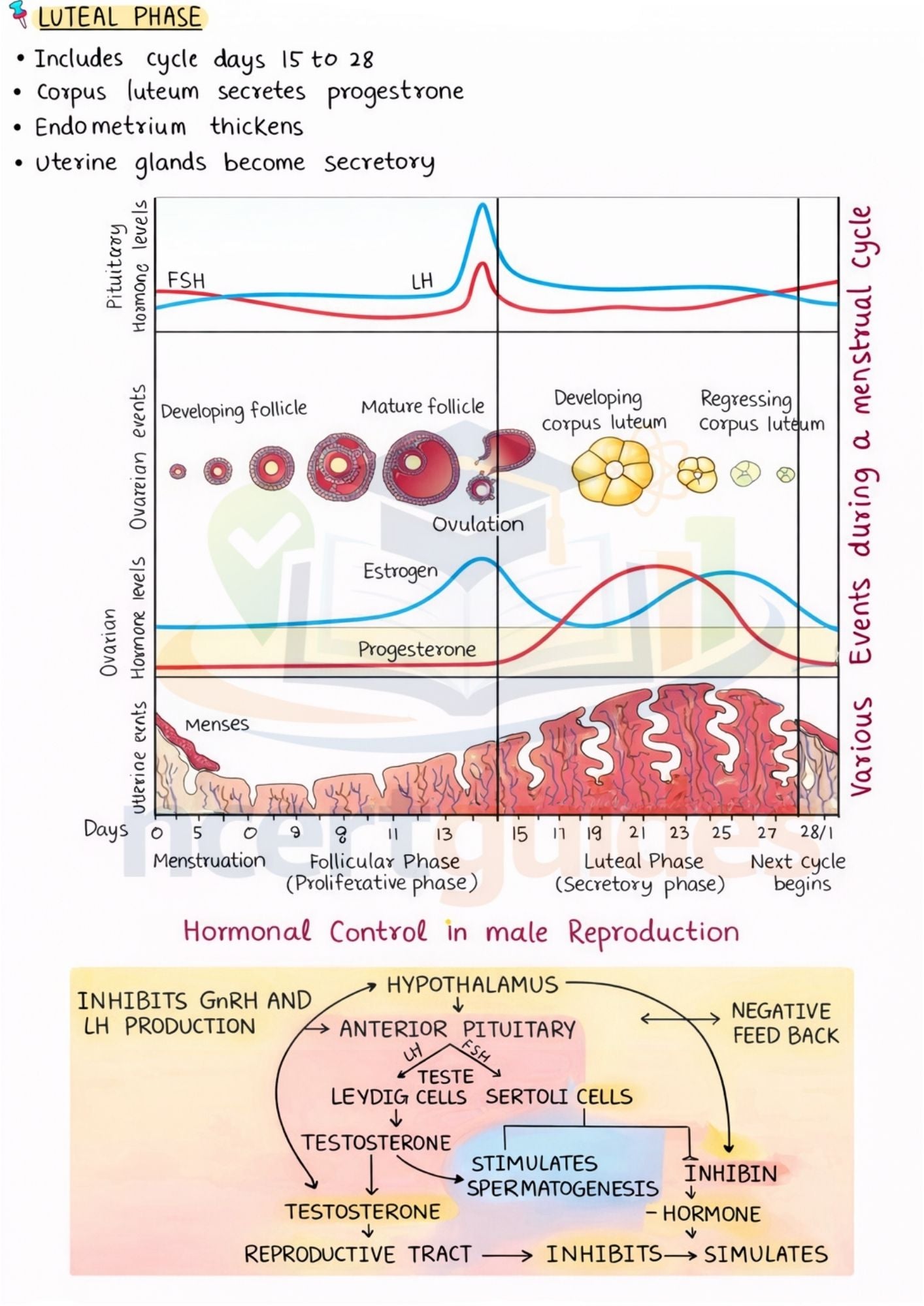 NEET Biology  Notes | Topper Design Color Handwritten Notes PDF