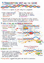 NEET Biology Short Notes |Topper Design Color Handwritten Notes PDF | 2026 2027