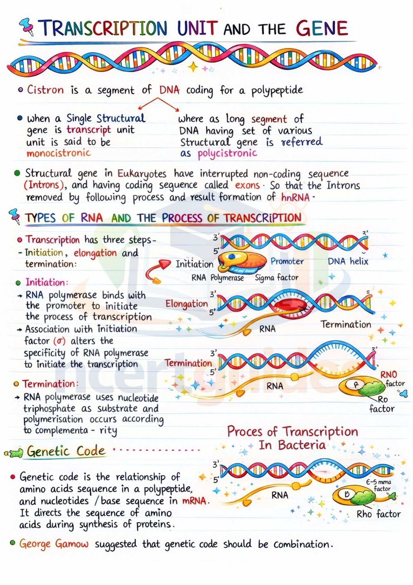 NEET Biology Short Notes |Topper Design Color Handwritten Notes PDF | 2026 2027