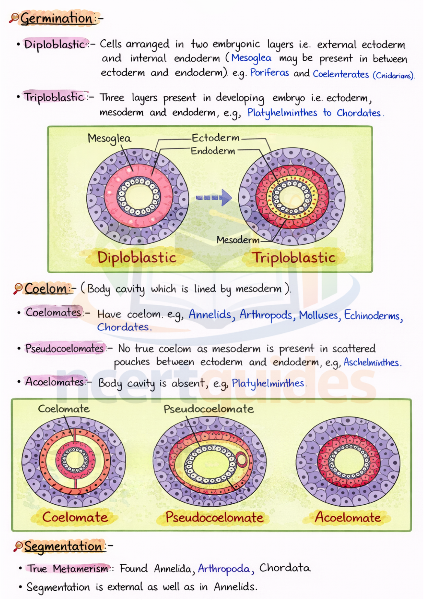 Class  11  Biology Notes | Color Handwritten Notes PDF ||Ncertguides