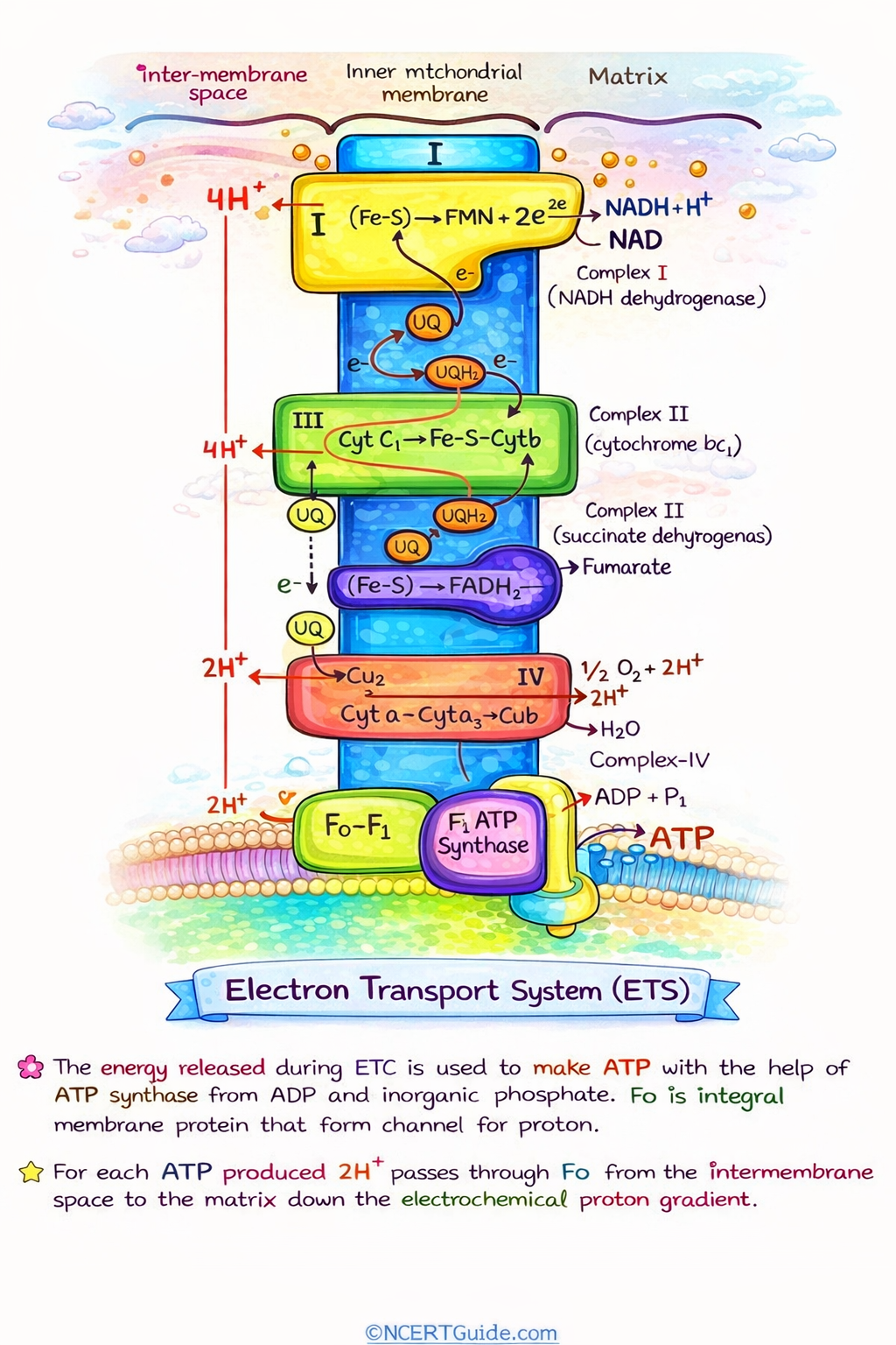 Class 11 + 12  Biology Notes | Color Handwritten Notes PDF