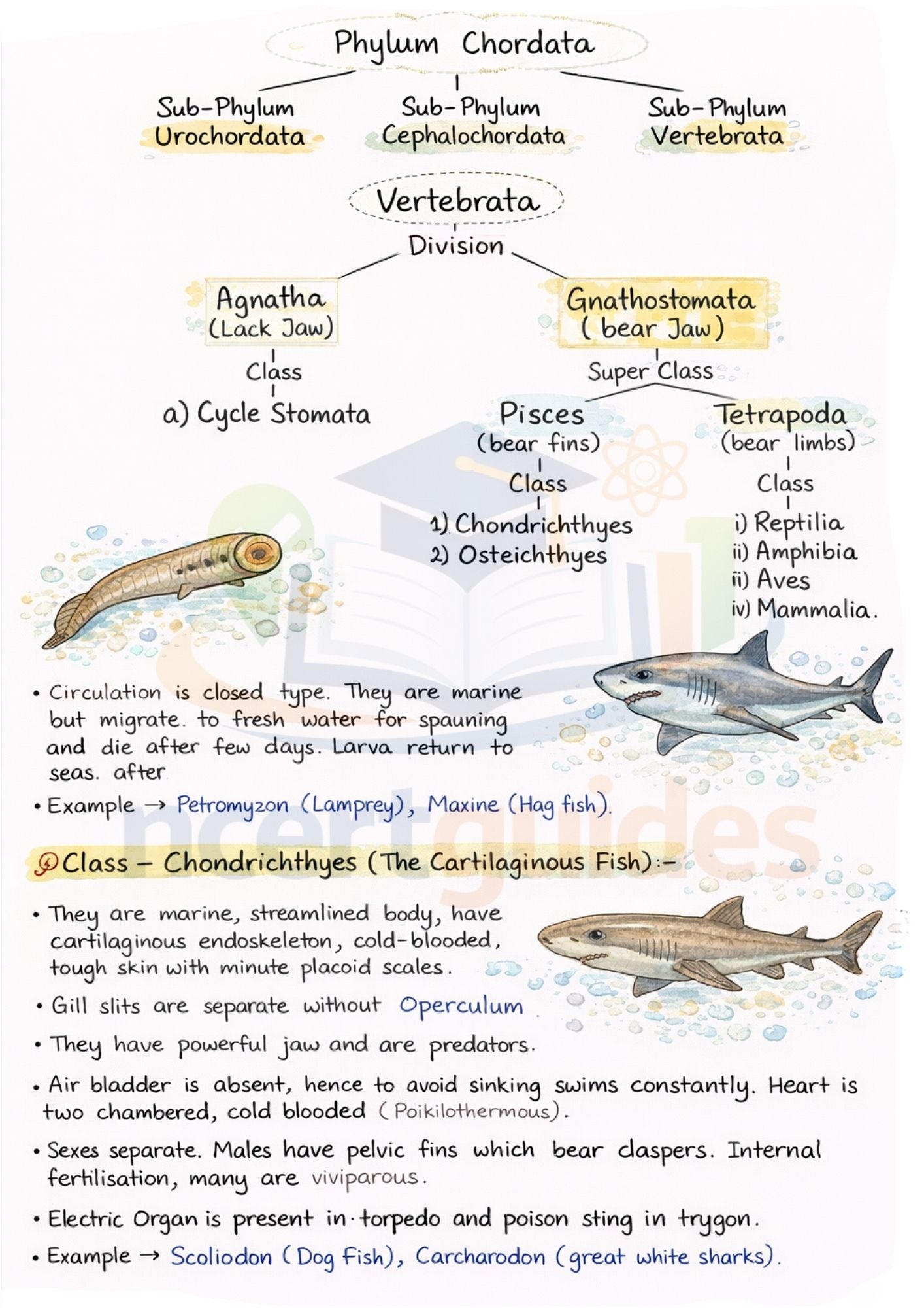 Class 11 + 12  (Math + Physics + Chemistry)  Notes | Color Handwritten Notes PDF