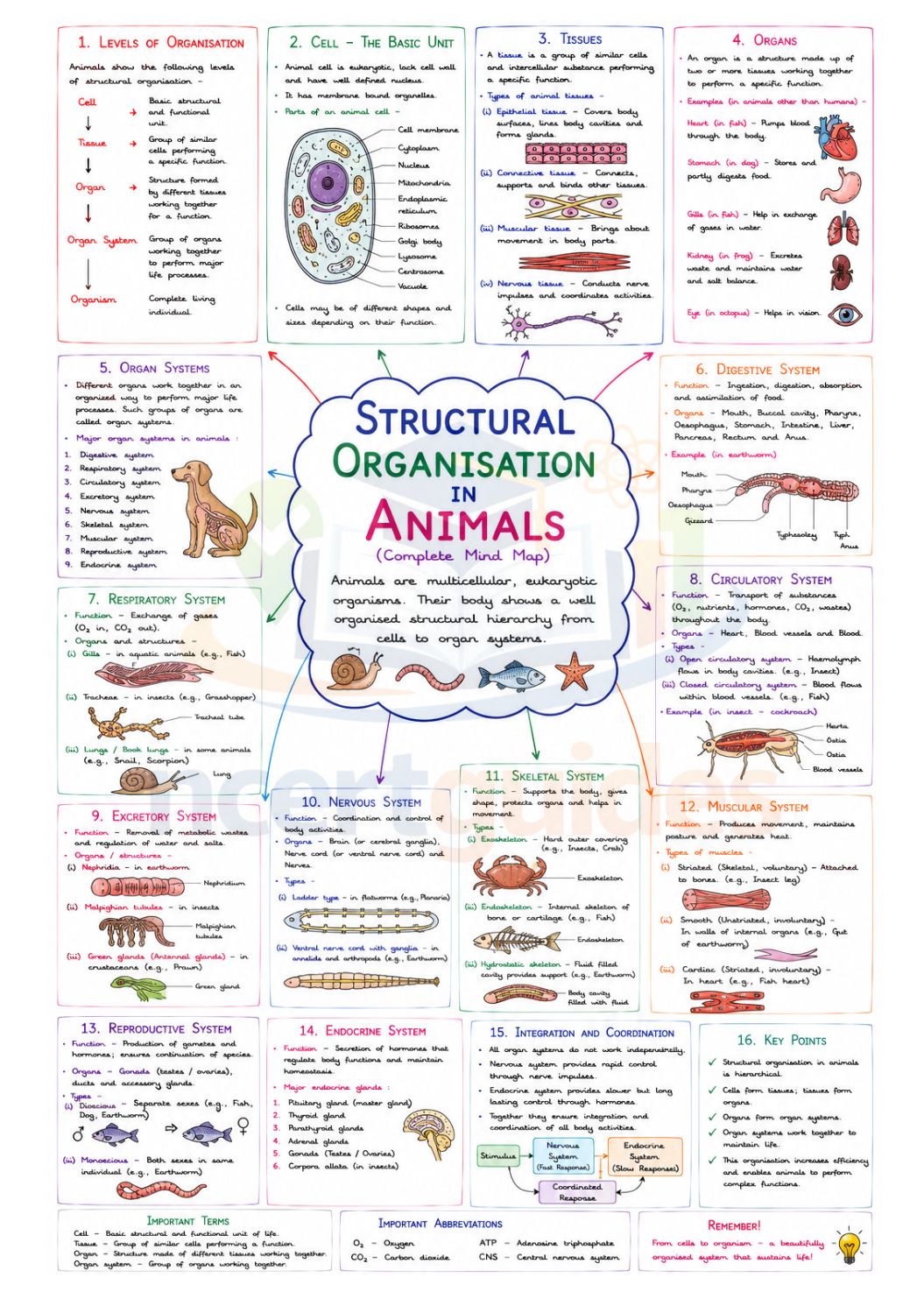 NEET Biology MindMaps 2026 - 2027 | Quick Revision Guide for NEET UG