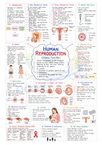 NEET Biology MindMaps 2026 - 2027 | Quick Revision Guide for NEET UG